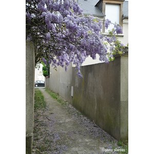 Glycine sinensis taille du pot - en pot de 3 litres