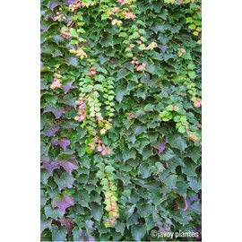 Vigne vierge 'robusta' taille du pot - en pot de 3 litres