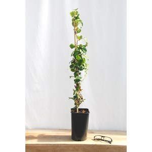 Vigne vierge 'robusta' taille du pot - en pot de 3 litres