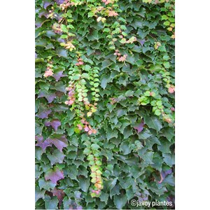 Vigne vierge 'robusta' taille du pot - en pot de 3 litres