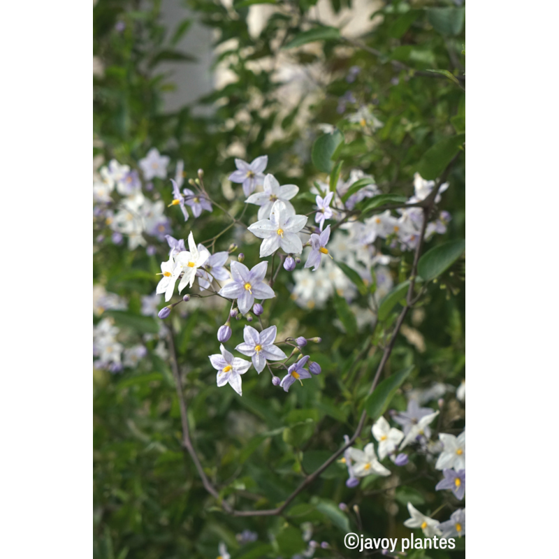 Roué Pépinières - Solanum bleu taille du pot - en pot de 3 litres