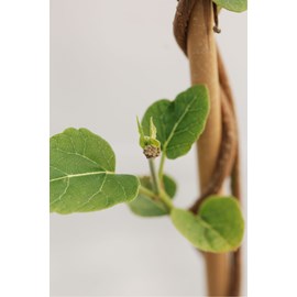 Wattakaka sinensis taille du pot - en pot de 3 litres