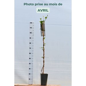 Wattakaka sinensis taille du pot - en pot de 3 litres