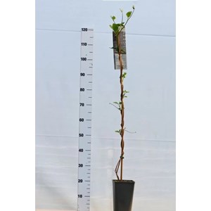 Wattakaka sinensis taille du pot - en pot de 3 litres