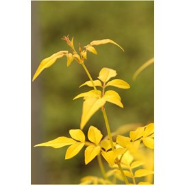 Jasmin officinal aureovariegatum' taille du pot - en pot de 3 litres