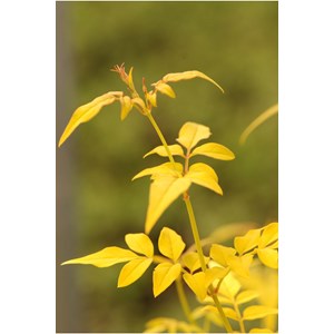 Jasmin officinal aureovariegatum' taille du pot - en pot de 3 litres