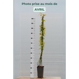 Jasmin officinal aureovariegatum' taille du pot - en pot de 3 litres