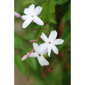 Jasmin blanc d'hiver taille du pot - en pot de 3 litres