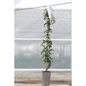 Jasmin blanc d'hiver taille du pot - en pot de 3 litres