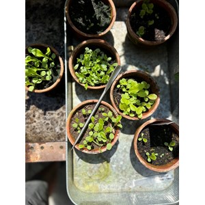 Cuillère à transplanter à main