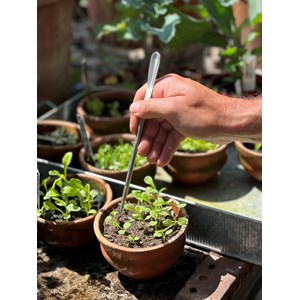 Cuillère à transplanter à main