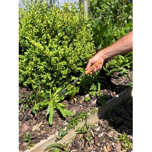 Couteau à désherber à main