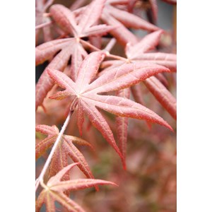 Erable 'starfish' (grande taille) taille du pot - en pot de 10 litres