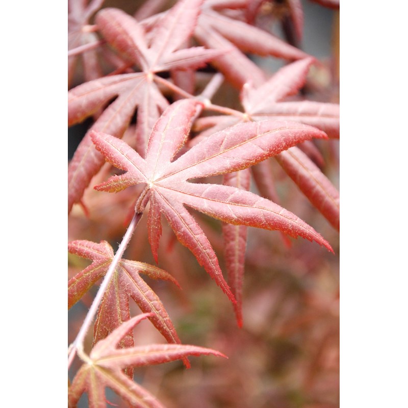 Erable 'starfish' (grande taille) taille du pot - en pot de 10 litres