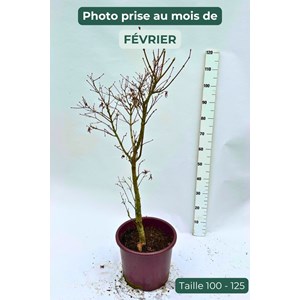 Erable 'starfish' (grande taille) taille du pot - en pot de 10 litres