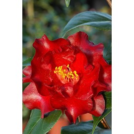 Camélia 'black magic' taille du pot - en pot de 4 litres (hauteur 30&nbsp;40 cm)