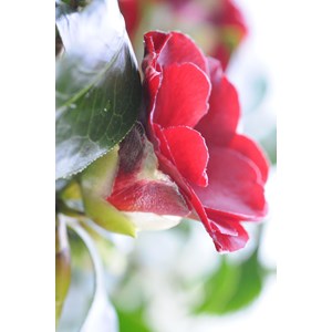 Camélia 'black magic' taille du pot - en pot de 4 litres (hauteur 30&nbsp;40 cm)