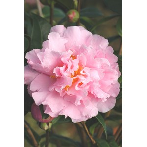 Camélia 'el dorado' taille du pot - en pot de 4 litres (hauteur 30&nbsp;40 cm)