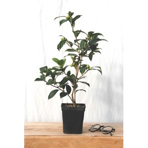 Camélia 'el dorado' taille du pot - en pot de 4 litres (hauteur 30&nbsp;40 cm)