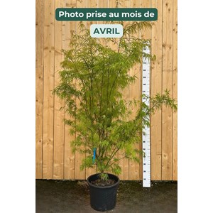 Érable du japon 'scolopendrifolium' (grande taille) taille du pot - en conteneu