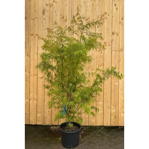 Érable du japon 'scolopendrifolium' (grande taille) taille du pot - en conteneu