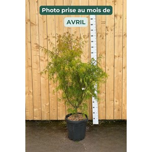 Érable du japon 'scolopendrifolium' (grande taille) taille du pot - en conteneu