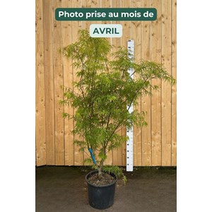 Érable du japon 'scolopendrifolium' (grande taille) taille du pot - en conteneu