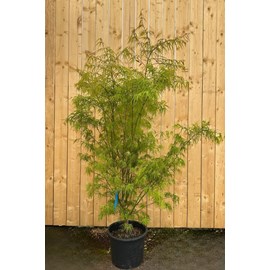 Érable du japon 'scolopendrifolium' (grande taille) taille du pot - en conteneu