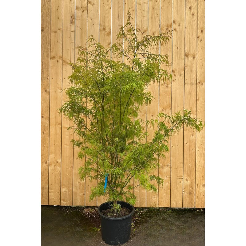 Érable du japon 'scolopendrifolium' (grande taille) taille du pot - en conteneu