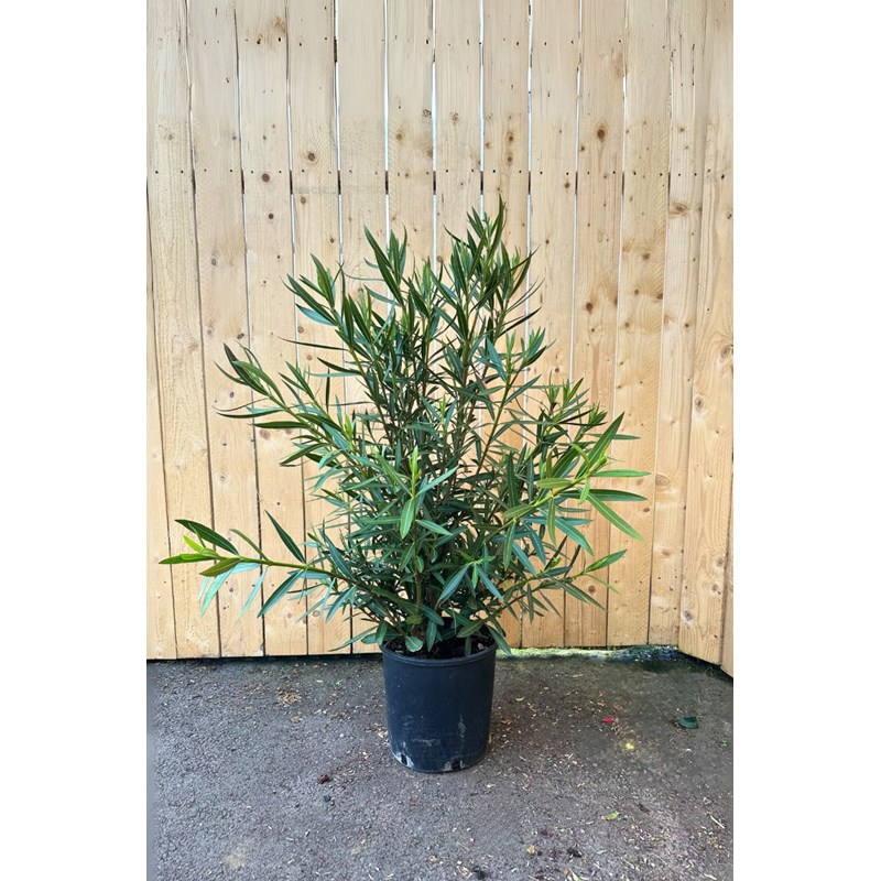 Laurier rose rosa semplice' taille du po