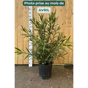 Laurier rose rosa semplice' taille du po