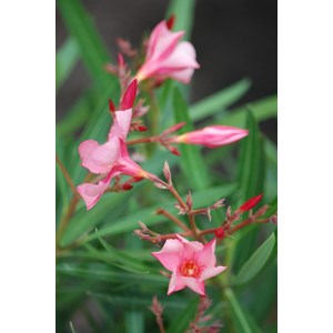 Laurier rose rosa semplice' taille du po