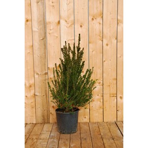 Myrte de tarente taille du pot - en conteneur