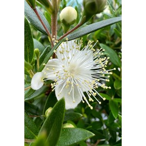 Myrte de tarente taille du pot - en conteneur