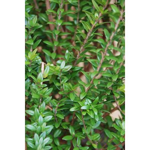 Myrte de tarente taille du pot - en conteneur