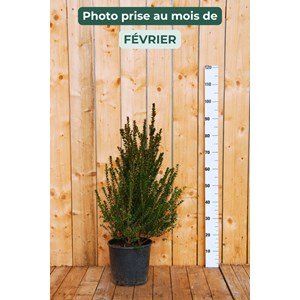 Myrte de tarente taille du pot - en conteneur
