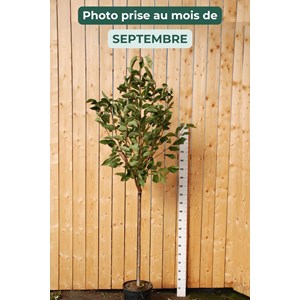 Cerisier bigarreau c ur de pigeon' taille du pot - en pot de 15 litres