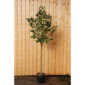 Cerisier bigarreau c ur de pigeon' taille du pot - en pot de 15 litres