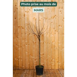 Cerisier bigarreau c ur de pigeon' taille du pot - en pot de 15 litres