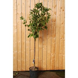 Cerisier bigarreau hedelfingen' taille du pot - en pot de 15 litres