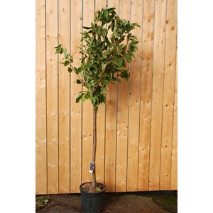 Cerisier bigarreau hedelfingen' taille du pot - en pot de 15 litres