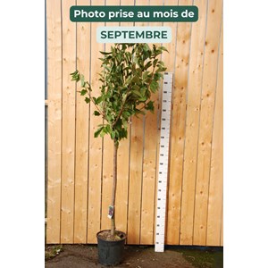 Cerisier bigarreau hedelfingen' taille du pot - en pot de 15 litres