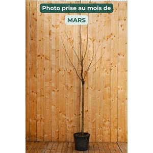 Cerisier bigarreau hedelfingen' taille du pot - en pot de 15 litres