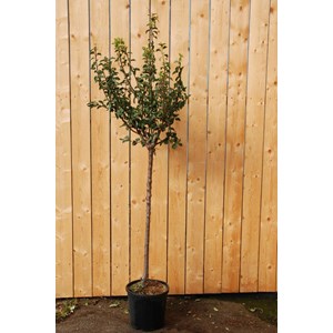 Prunier mirabelle de nancy' taille du pot - en pot de 15 litres