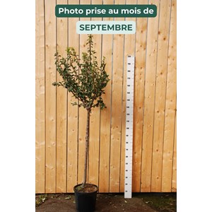 Prunier mirabelle de nancy' taille du pot - en pot de 15 litres