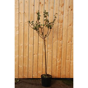 Prunier reine-claude dorée' taille du pot - en pot de 15 litres