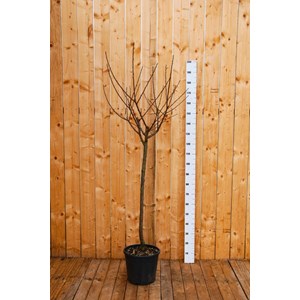 Prunier reine-claude dorée' taille du pot - en pot de 15 litres