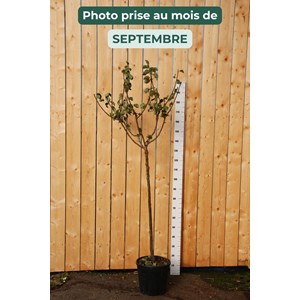 Prunier reine-claude dorée' taille du pot - en pot de 15 litres