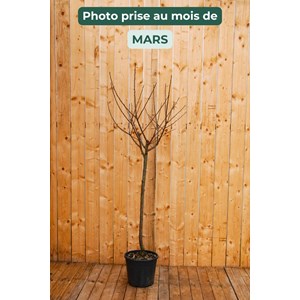 Prunier reine-claude dorée' taille du pot - en pot de 15 litres