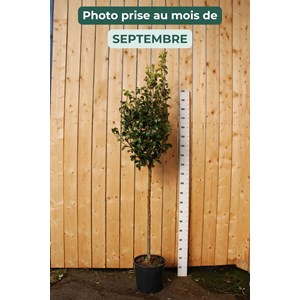 Poirier 'conférence' taille du pot - en pot de 15 litres